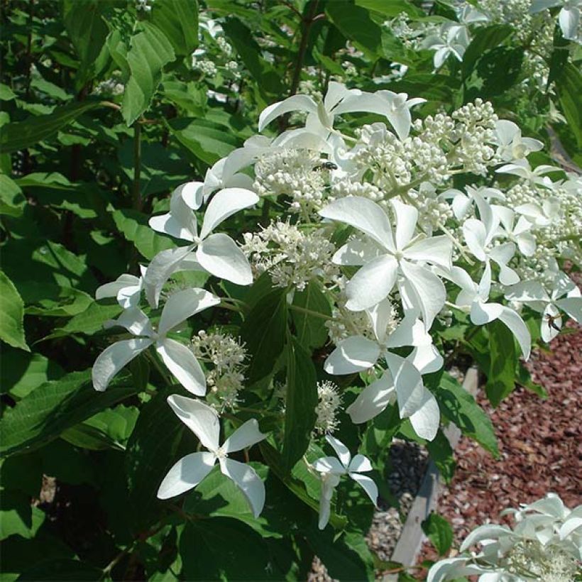 Syyshortensia Great Star Le Vasterival (Kukinta)
