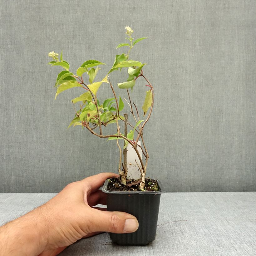 Esimerkki kesällä toimitetusta Syyshortensia Levana 8/9 cm taimiruukku-taimesta