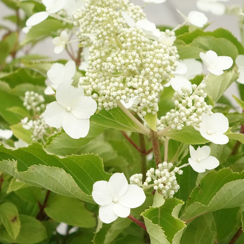 Syyshortensia Levana (Kukinta)