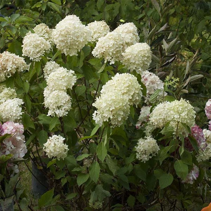 Syyshortensia Limelight (Kukinta)