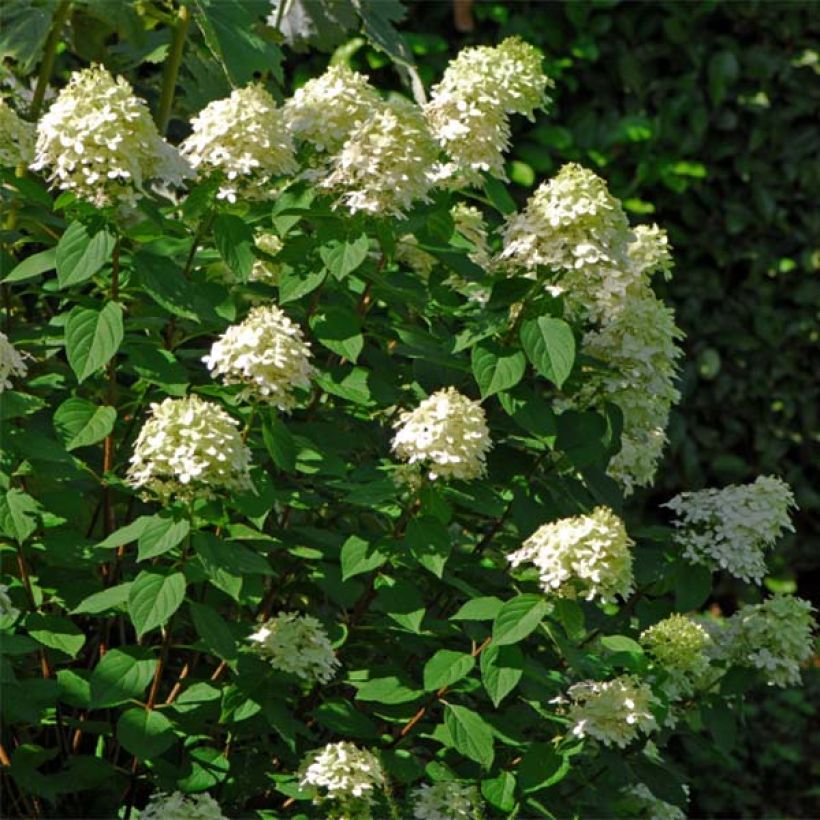Syyshortensia Limelight (Kasvutapa)