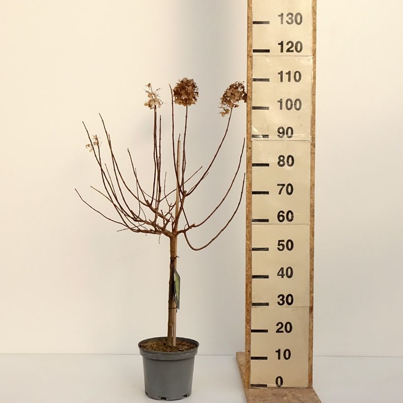 Esimerkki talvella toimitetusta Hydrangea paniculata Limelight - Hortensia paniculé Pot de 3L/4L, Tige, Tige de 40 cm-taimesta