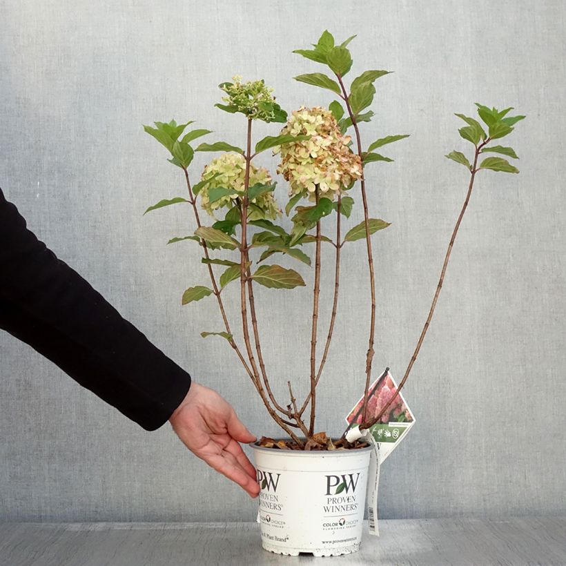 Esimerkki syksyllä toimitetusta Hydrangea paniculata Limelight Prime- Hortensia paniculé Pot de 3L/4L-taimesta