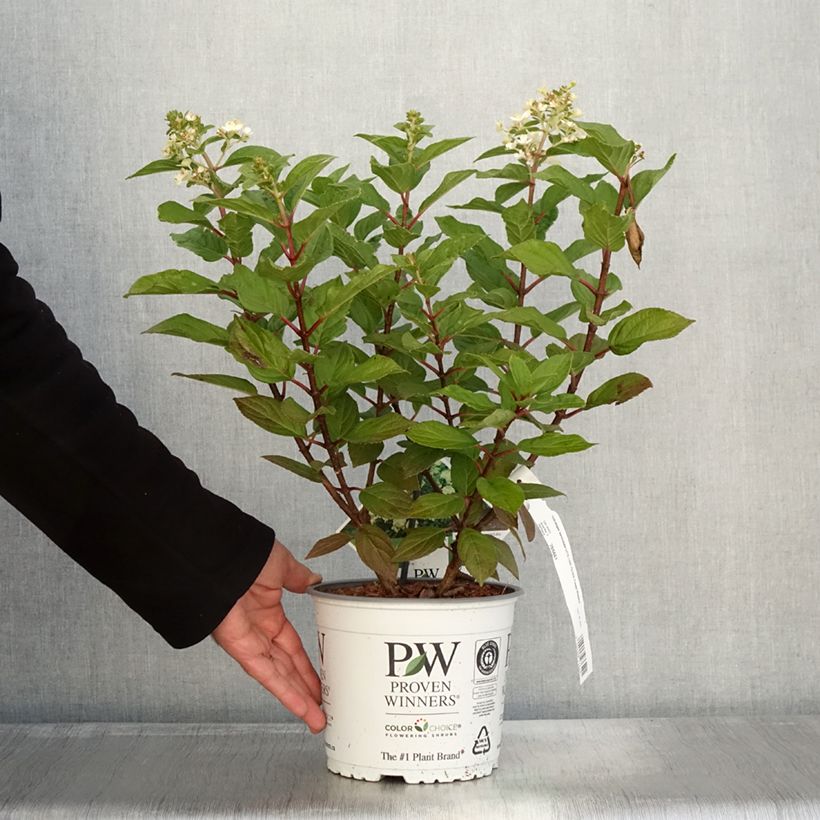 Esimerkki syksyllä toimitetusta Hydrangea paniculata Little Lime Punch - Hortensia paniculé Pot de 3L/4L-taimesta
