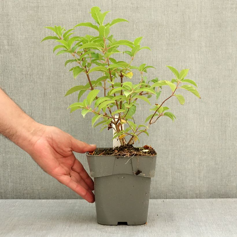 Esimerkki kesällä toimitetusta Syyshortensia Living Pink & Rose 2 litran/3 litran ruukku-taimesta