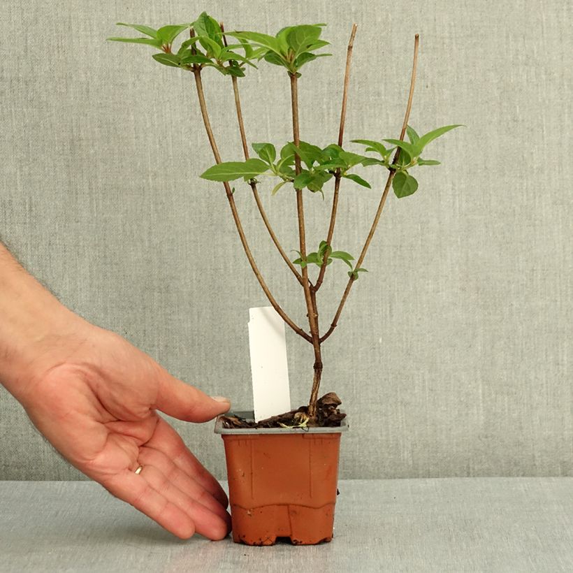 Esimerkki kesällä toimitetusta Syyshortensia Living Pinky Promise 8/9 cm taimiruukku-taimesta