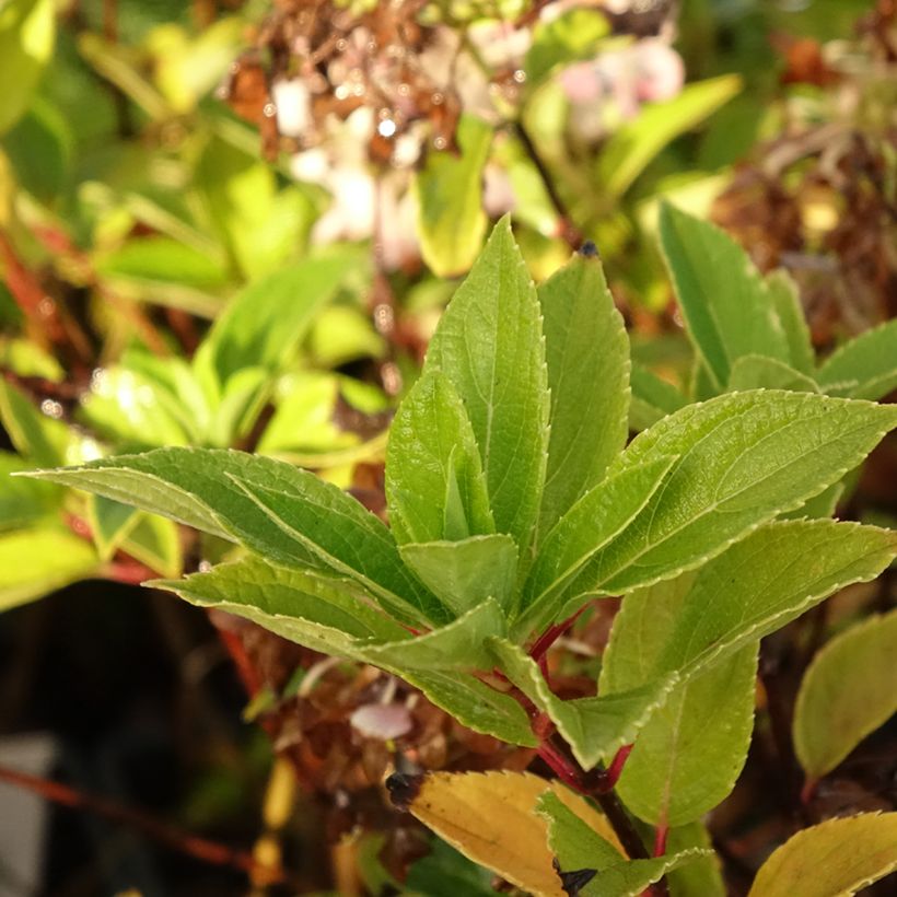 Syyshortensia Mojito (Lehvistö)