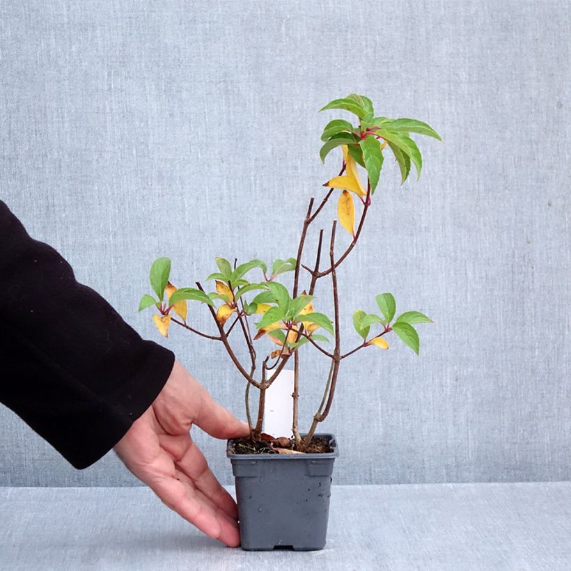 Esimerkki syksyllä toimitetusta Syyshortensia Mojito 8/9 cm taimiruukku-taimesta