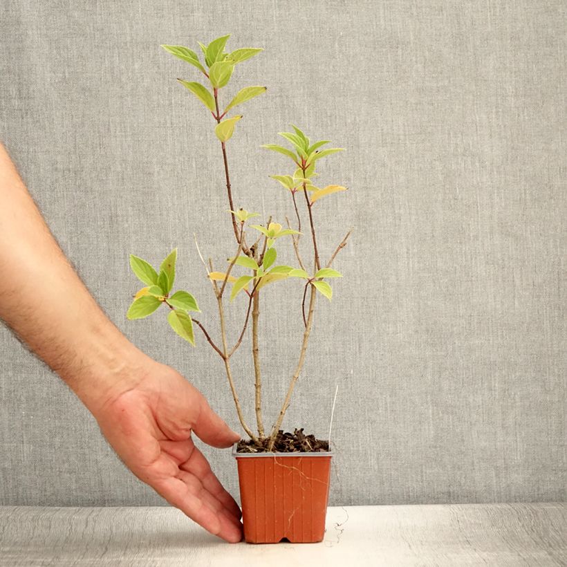 Esimerkki kesällä toimitetusta Syyshortensia Mojito 8/9 cm taimiruukku-taimesta
