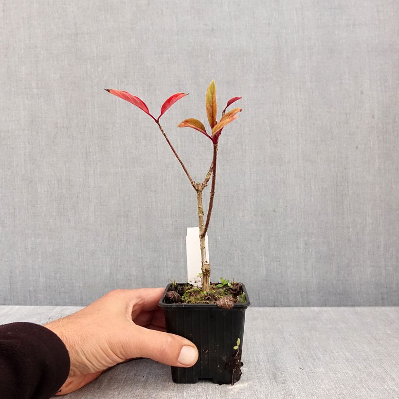 Esimerkki syksyllä toimitetusta Syyshortensia Pinky Winky 8/9 cm taimiruukku-taimesta