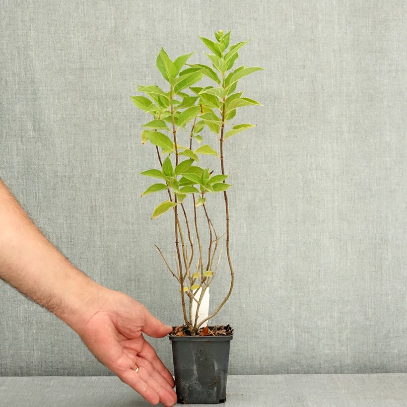 Esimerkki kesällä toimitetusta Syyshortensia Pixio 12 cm / 13 cm ruukku-taimesta