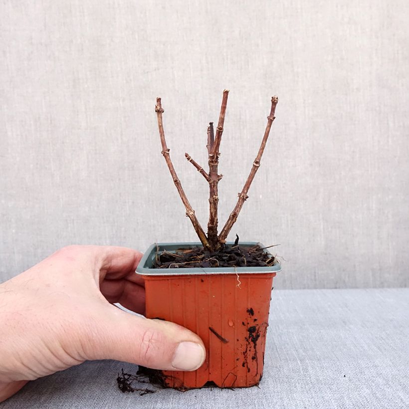 Esimerkki talvella toimitetusta Syyshortensia Switch Ophelia 8/9 cm taimiruukku-taimesta