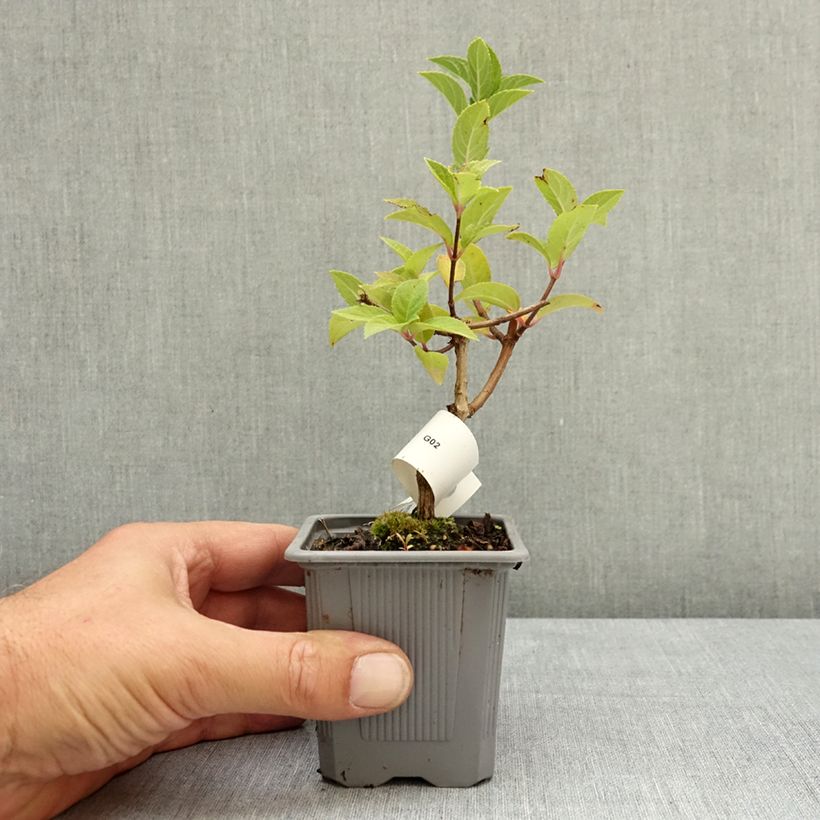 Esimerkki kesällä toimitetusta Syyshortensia Sundae Fraise 8/9 cm taimiruukku-taimesta