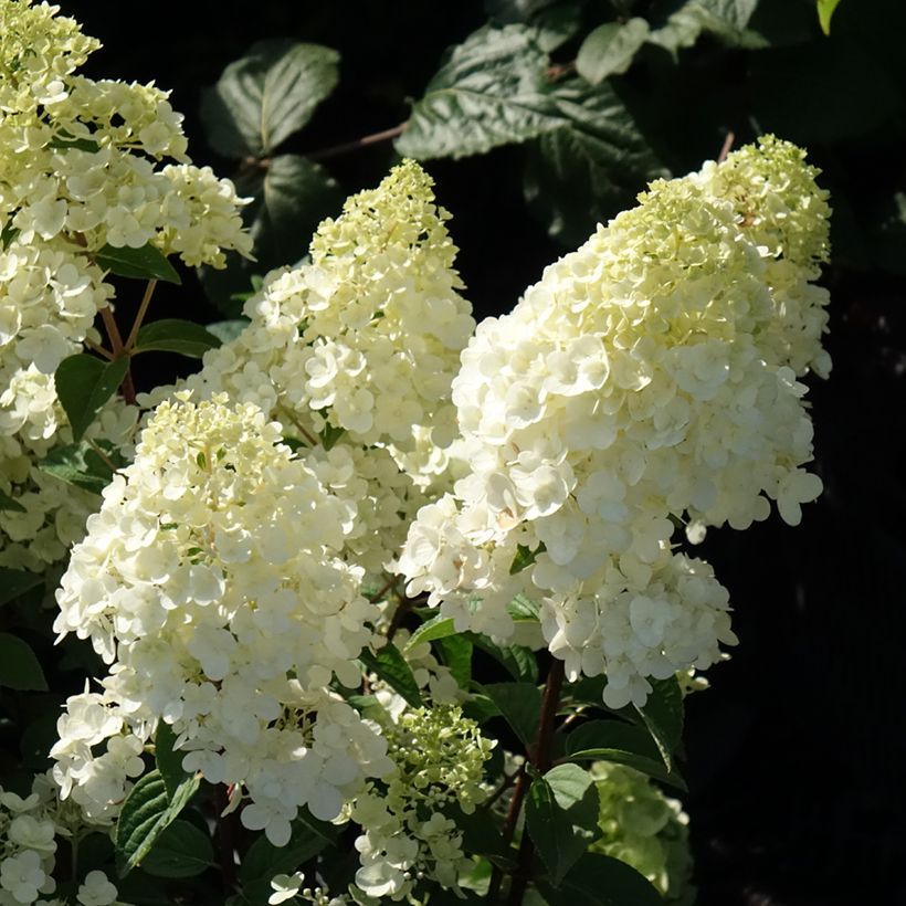 Syyshortensia Sundae Fraise (Flowering)