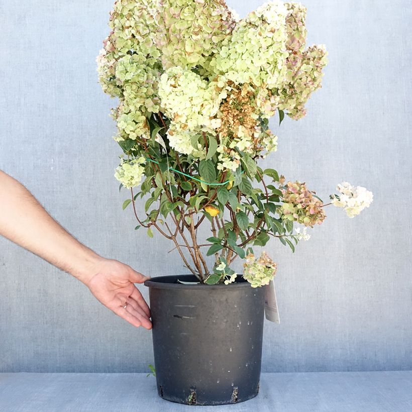 Example of Syyshortensia Sundae Fraise Pot de 7,5L/10L as you get in ete