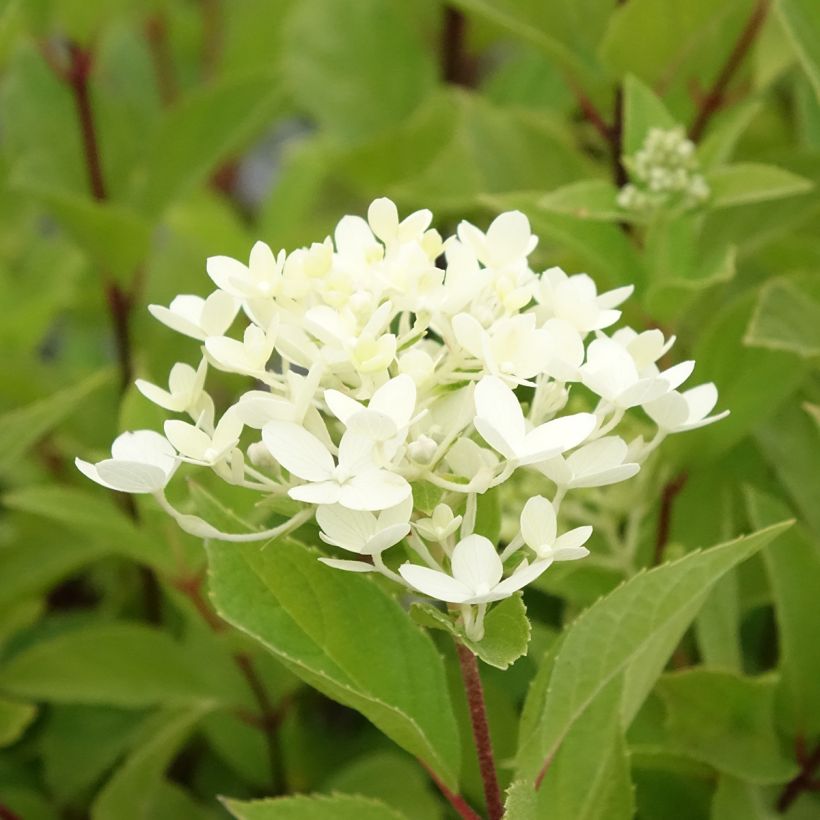 Syyshortensia Unique (Kukinta)