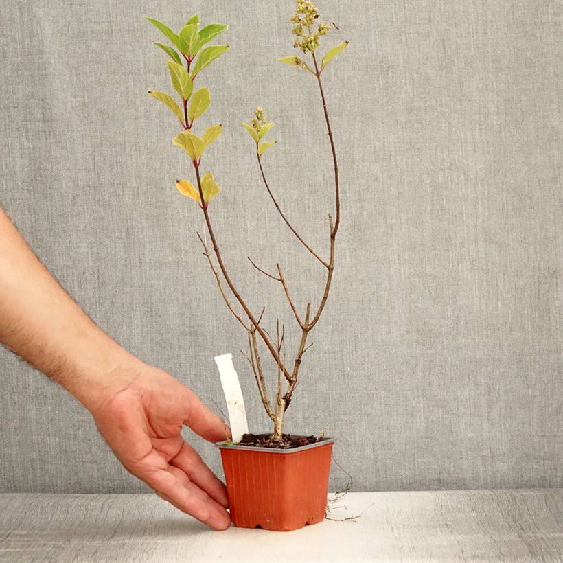 Esimerkki kesällä toimitetusta Syyshortensia Unique 8/9 cm taimiruukku-taimesta