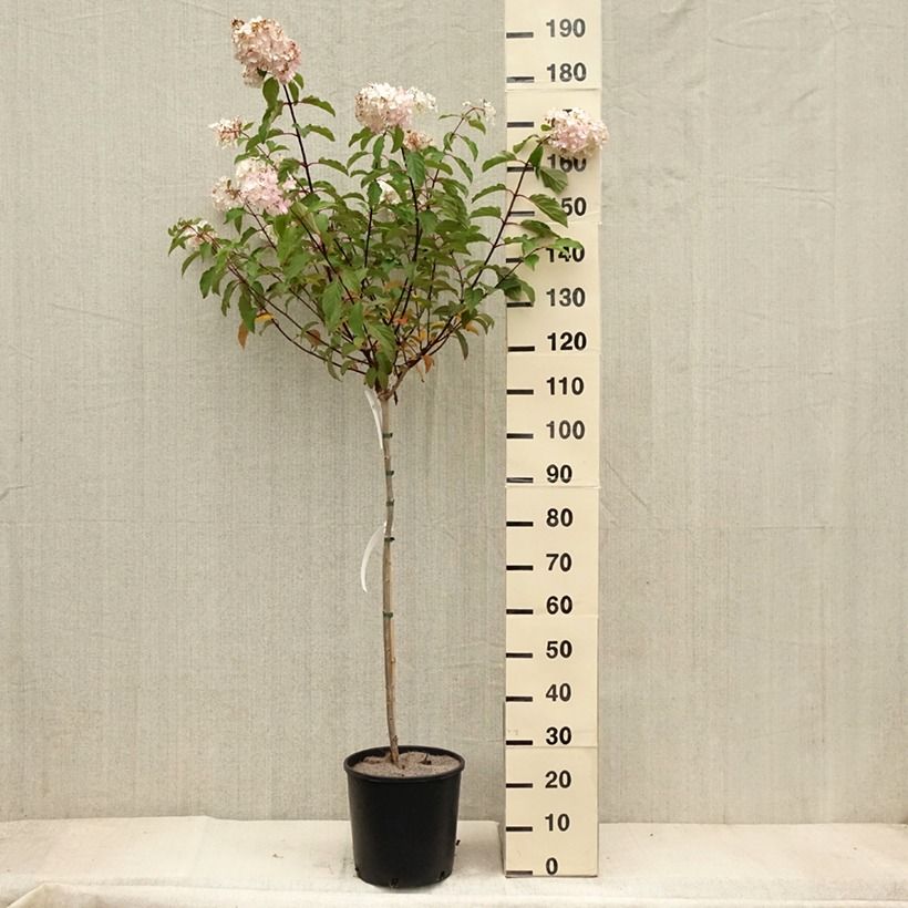 Esimerkki syksyllä toimitetusta Syyshortensia Vanille Fraise 6 litran/7 litran ruukku, Runko-taimesta