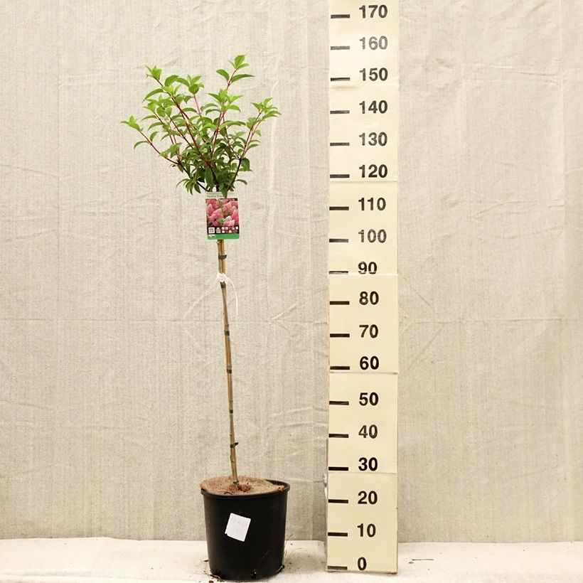 Esimerkki kesällä toimitetusta Syyshortensia Vanille Fraise 6 litran/7 litran ruukku, Runko-taimesta