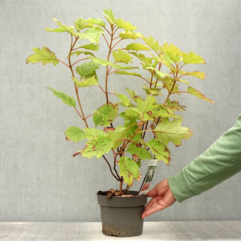 Esimerkki kesällä toimitetusta Hydrangea quercifolia Alice - Hortensia à feuilles de chêne Pot de 2L/3L-taimesta