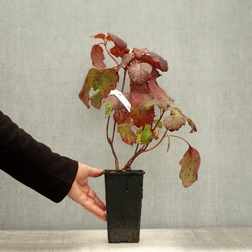 Esimerkki syksyllä toimitetusta Tammihortensia Amethyst 1,5 litran / 2 litran kannu-taimesta