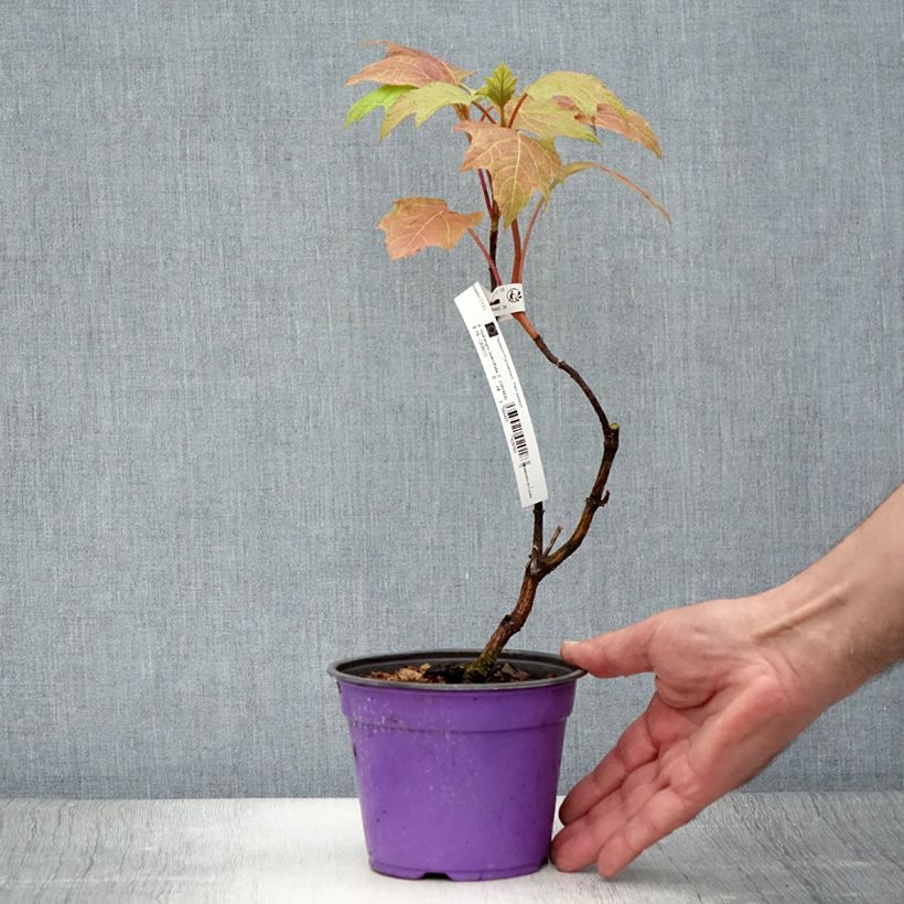 Esimerkki kesällä toimitetusta Tammihortensia Amethyst 1,5 litran / 2 litran kannu-taimesta