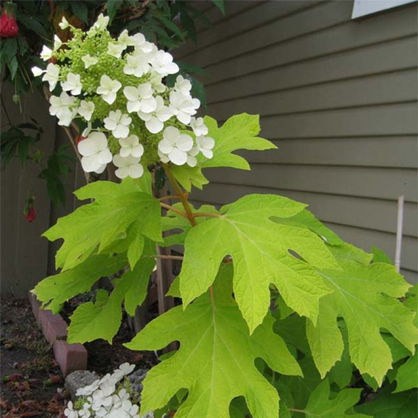 Tammihortensia Little Honey (Kukinta)