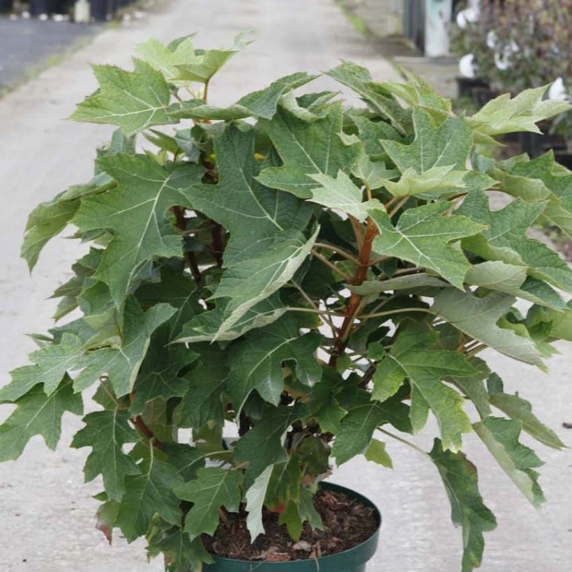 Tammihortensia Munchkin (Kasvutapa)