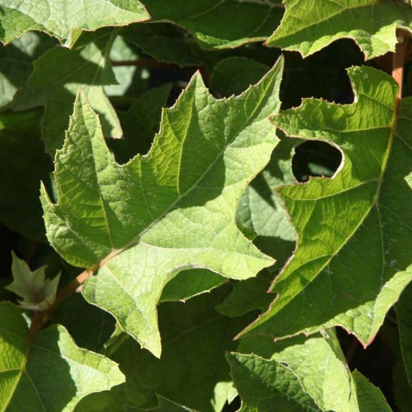 Tammihortensia Munchkin (Lehvistö)