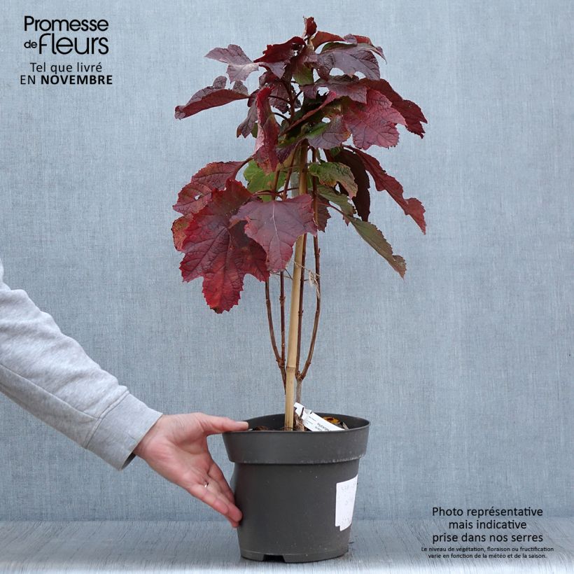 Esimerkki syksyllä toimitetusta Hydrangea quercifolia Snowcicle - Hortensia à feuilles de chêne Pot de 4L/5L-taimesta