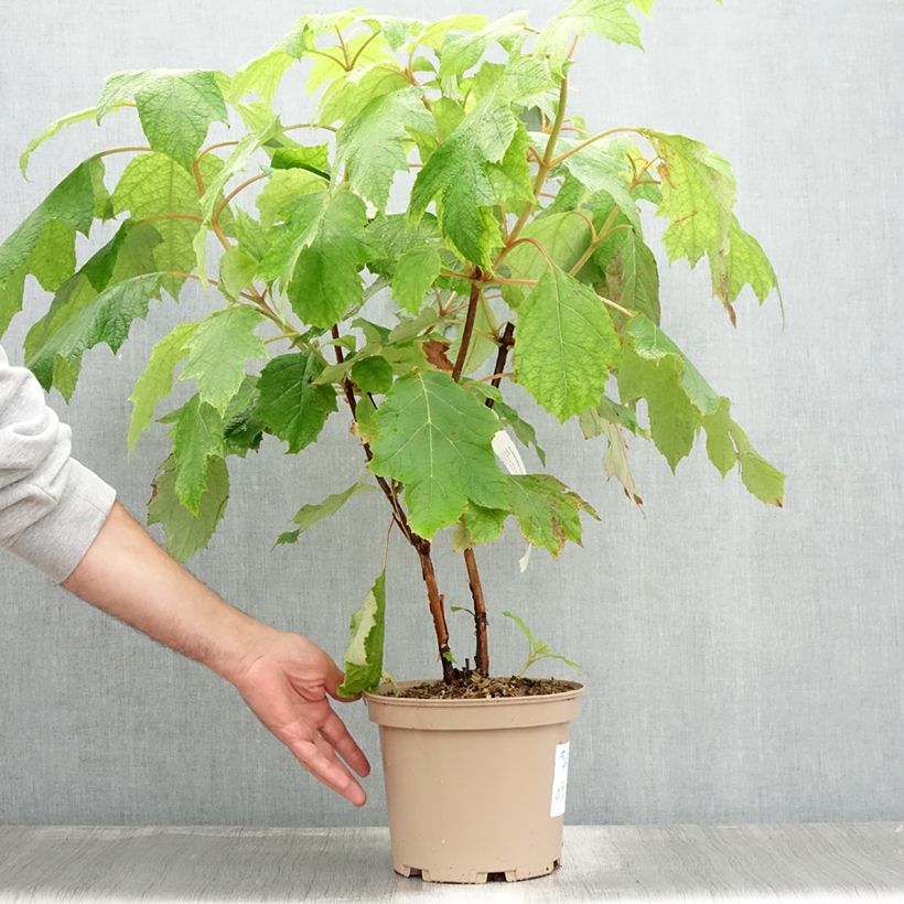 Esimerkki kesällä toimitetusta Tammihortensia Tara 3 litran/4 litran ruukku-taimesta