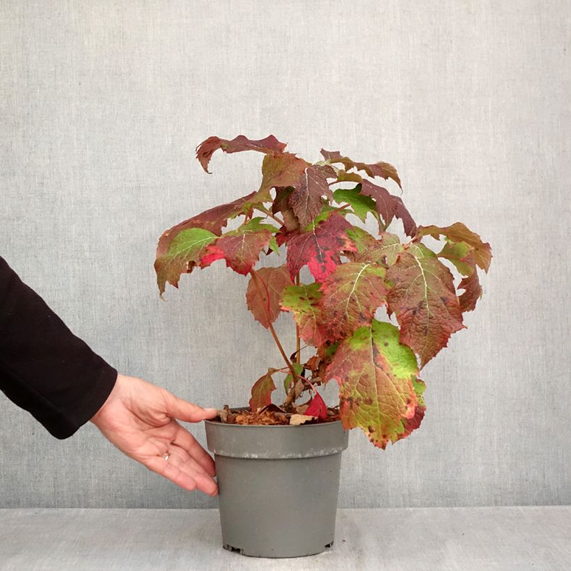 Esimerkki syksyllä toimitetusta Tammihortensia Tara 3 litran/4 litran ruukku-taimesta