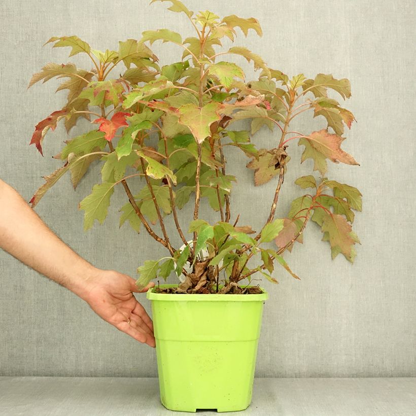 Esimerkki kesällä toimitetusta Tammihortensia Tara 7,5 litran / 10 litran ruukku-taimesta