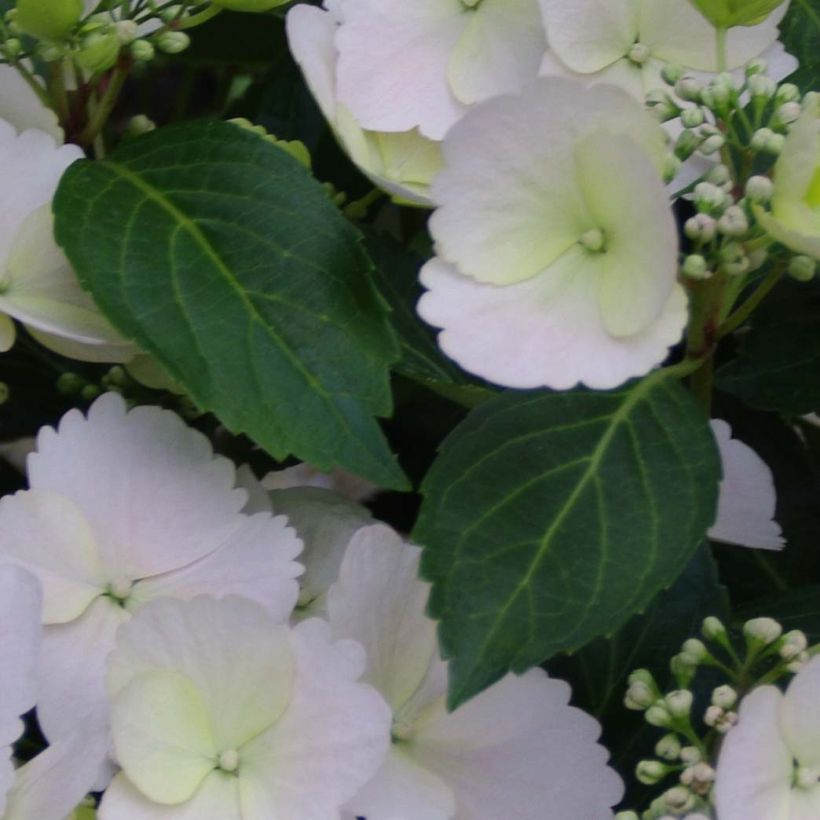 Jalohortensia Runaway Bride 'Snow (Lehvistö)