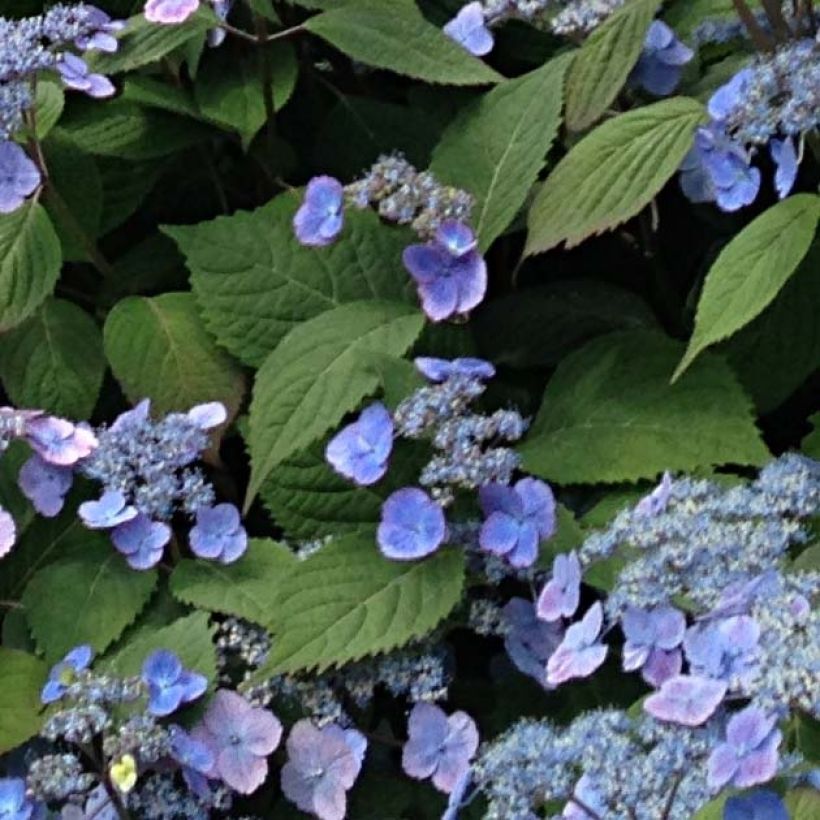 Safiirihortensia Veerle (Lehvistö)