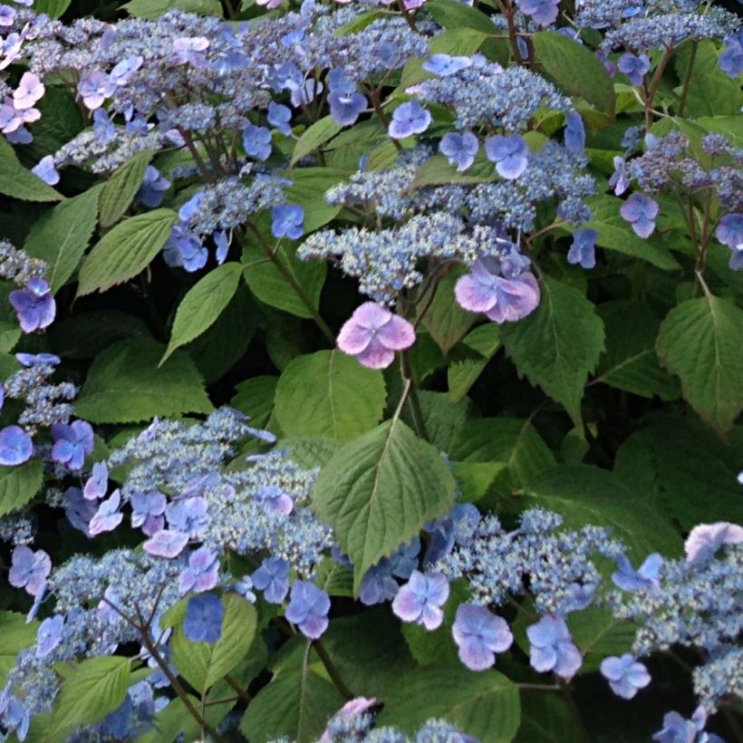 Safiirihortensia Veerle (Kukinta)