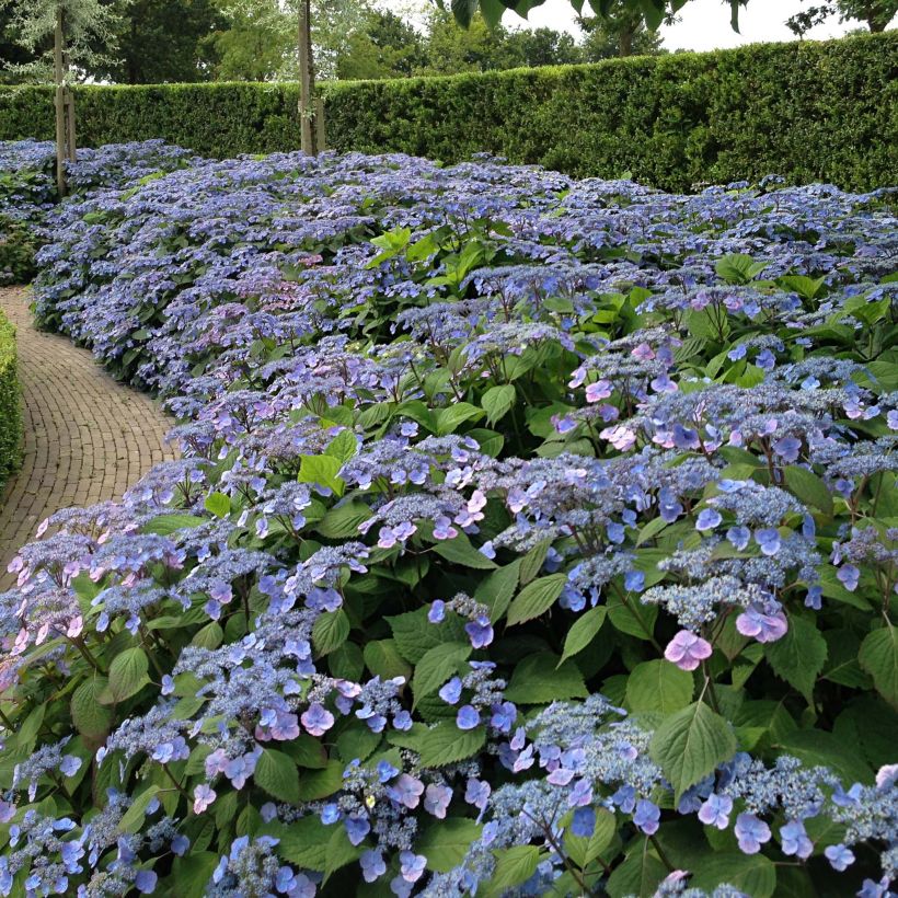 Safiirihortensia Veerle (Kasvutapa)