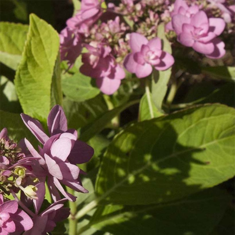 Jalohortensia You and Me Forever (Lehvistö)