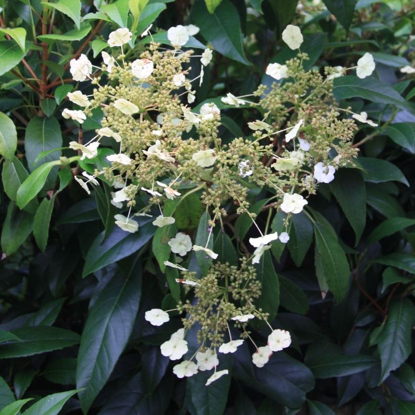 Köynnöshortensia - Hydrangea seemanii (Kukinta)