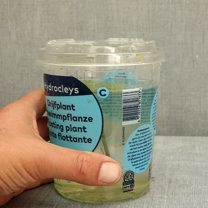 Esimerkki keväällä toimitetusta Hydrocleys nymphoides Laatikko-taimesta
