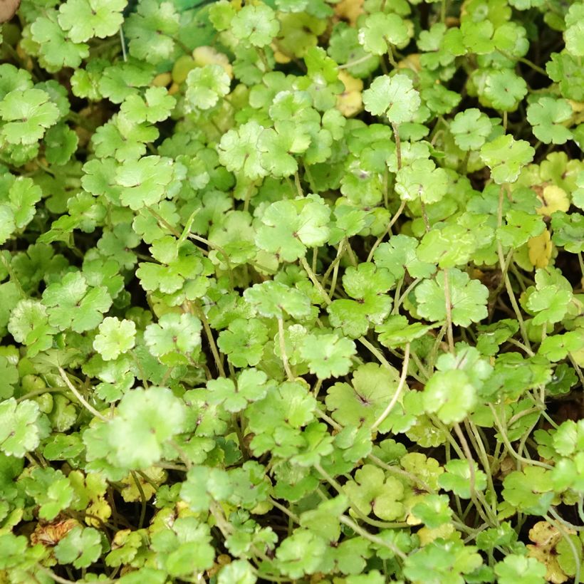 Viitasammakonputki - Hydrocotyle nova-zealandiae (Foliage)