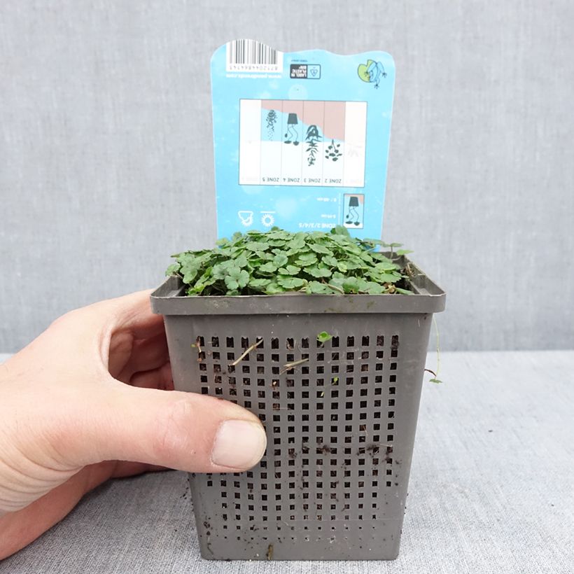 Example of Viitasammakonputki - Hydrocotyle nova-zealandiae Pot de 1L/1,5L as you get in printemps