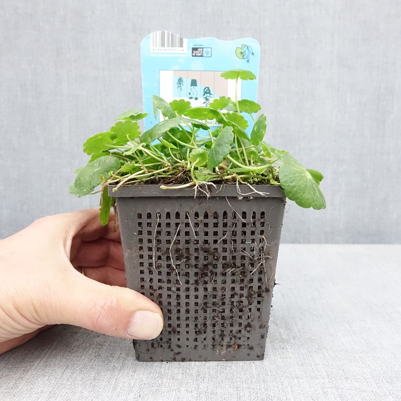 Esimerkki keväällä toimitetusta Hydrocotyle vulgaris Pot de 1L/1,5L-taimesta