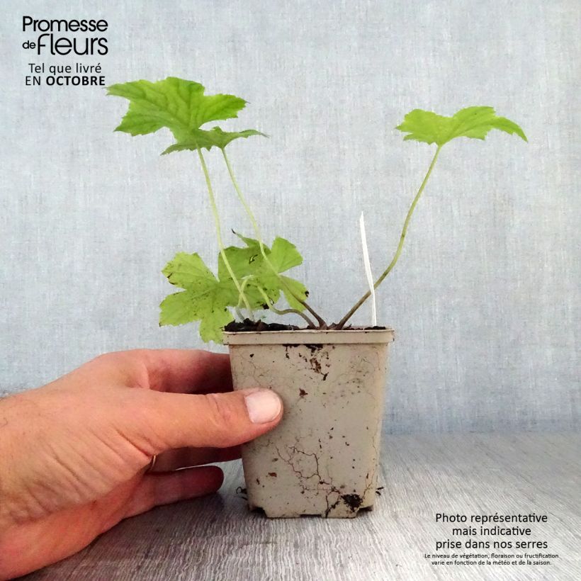 Esimerkki syksyllä toimitetusta Hydrophyllum canadense 8/9 cm taimiruukku-taimesta