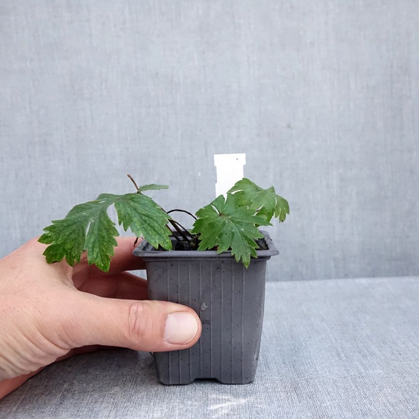 Esimerkki syksyllä toimitetusta Hydrophyllum virginianum 8/9 cm taimiruukku-taimesta
