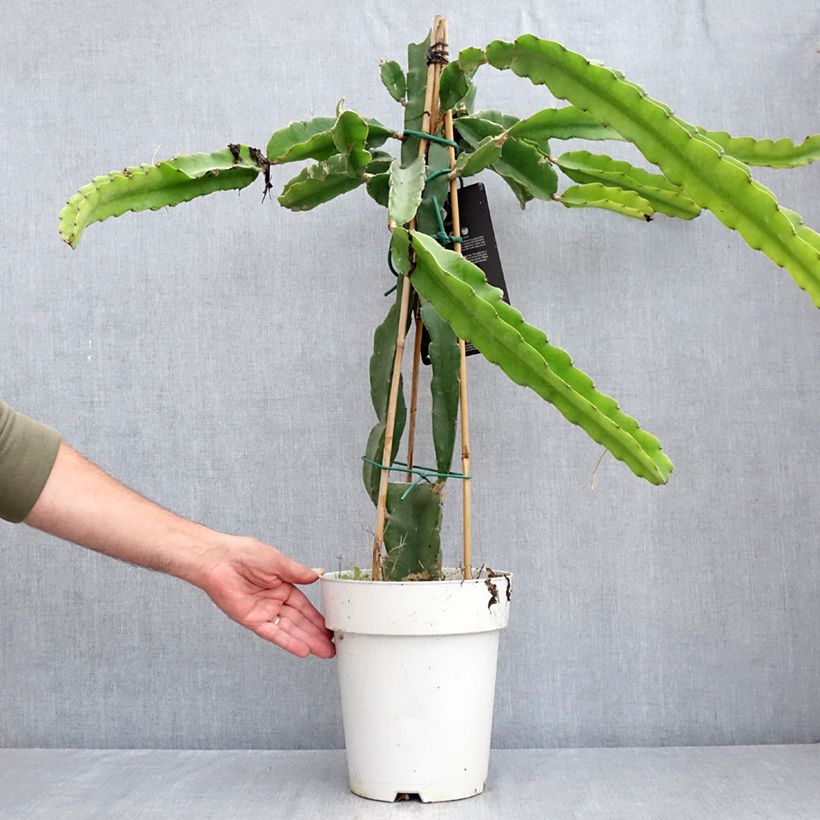 Esimerkki kesällä toimitetusta Tarhametsäkaktus - Hylocereus undatus 6 litran/7 litran ruukku-taimesta