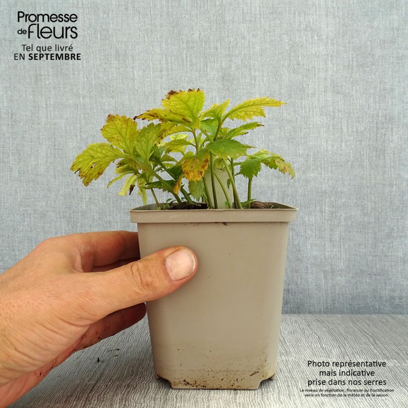 Esimerkki kesällä toimitetusta Metsäunikko - Hylomecon japonica Godet de 8/9 cm-taimesta