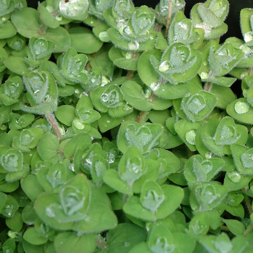 Luhtakuisma - Hypericum elodes (Lehvistö)