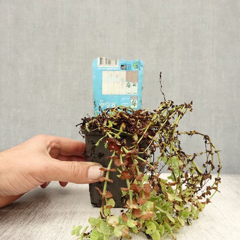 Esimerkki syksyllä toimitetusta Luhtakuisma - Hypericum elodes 8/9 cm taimiruukku-taimesta