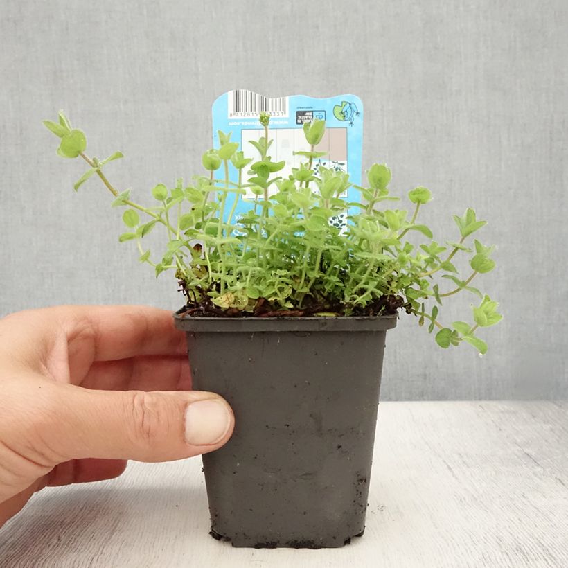 Esimerkki kesällä toimitetusta Luhtakuisma - Hypericum elodes 8/9 cm taimiruukku-taimesta